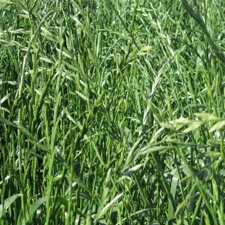 РАЙГРАС ПАСТБИЩНЫЙ ГУСЛЯР