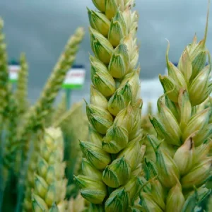 Пшеница мягкая озимая ХАЙГАРДО