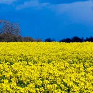 Рапс озимый ХИЛЛИКО