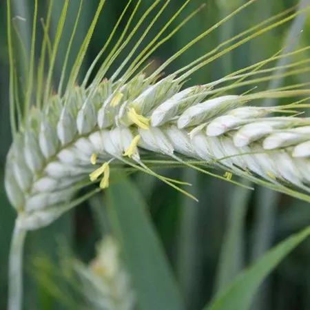 Тритикале яровая ХЬЮГО