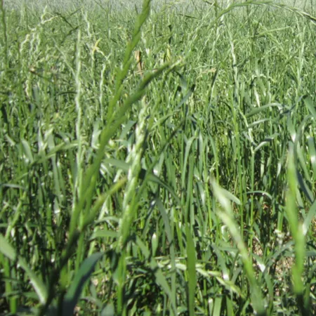 РАЙГРАС ПАСТБИЩНЫЙ ХУТОРСКОЙ