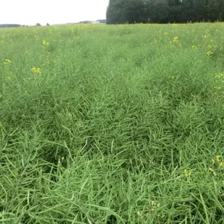 Рапс яровой ЯГУАР®