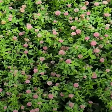 Клевер луговой ЯТВЯГ