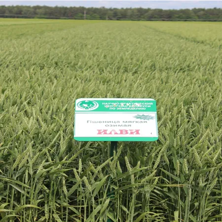 Пшеница озимая ИЛВИ