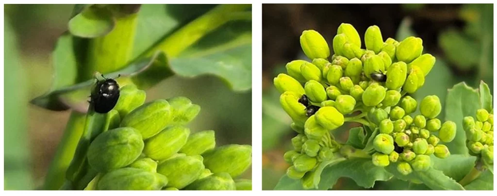 Имаго рапсового цветоеда 