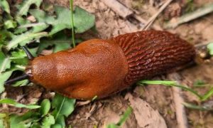 Испанский слизень (Arion vulgaris)