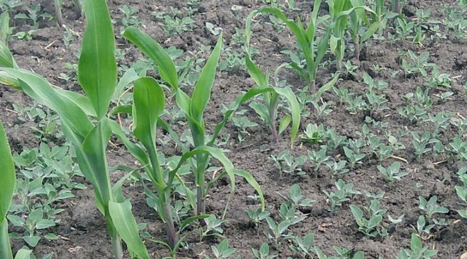 Борьба с сорными растениями в посевах кукурузы