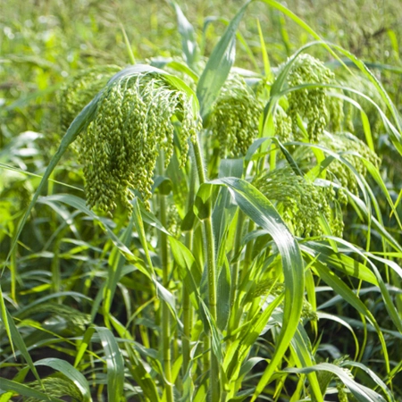 Просо обыкновенное ИЗУМРУД®