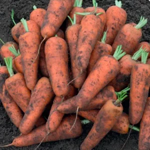 Морковь столовая КАНТОН