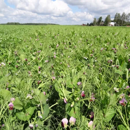 Горох полевой КАПРАЛ®