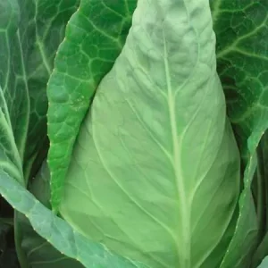 Капуста белокочанная КАРАФЛЕКС