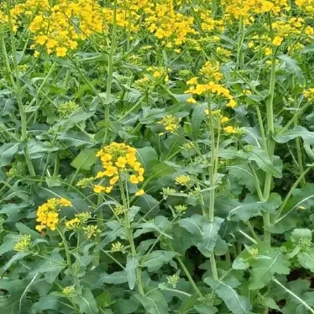 Рапс озимый КАРДИНАЛ