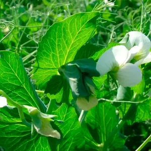 Горох посевной КАРПАТИ