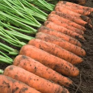 Морковь столовая КАСКАД