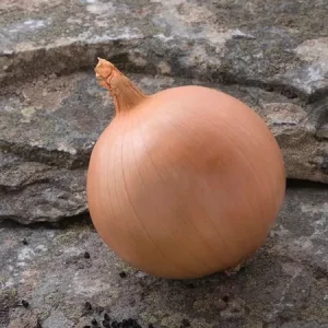 Лук репчатый ХАЙБЕЛЛ