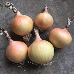 Лук репчатый ХАЙСИНГЕР
