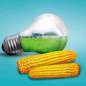 Кукуруза КИЛОМЕРИС