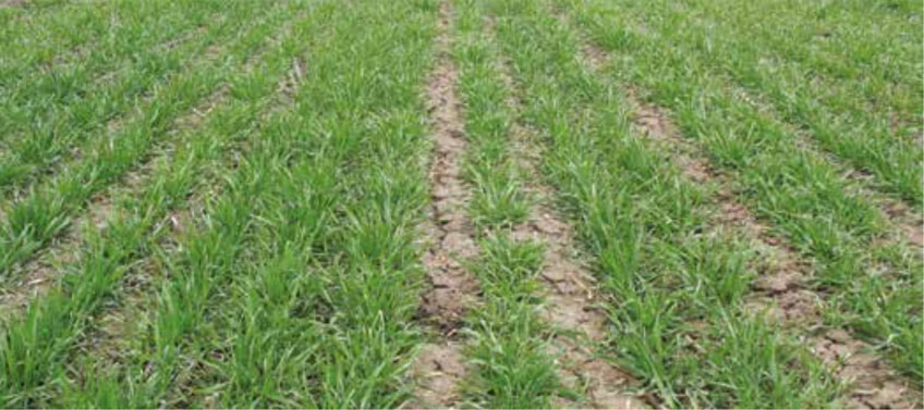 Клад 0,4 л/т + Акиба 0,6 л/т – состояние посевов озимой пшеницы весной.