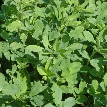 Люцерна посевная Клаудиа