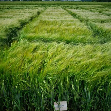 Ячмень яровой КОЛДУН®