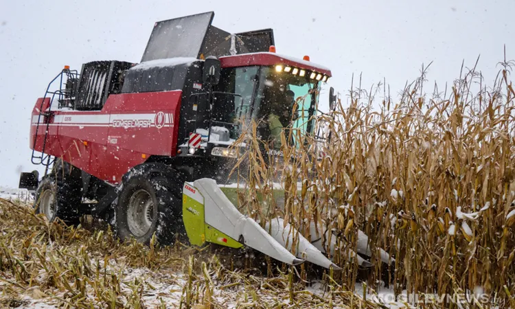 Уборка кукурузы