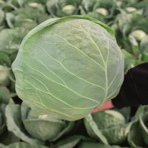 Капуста белокочанная КОНКЭРОР
