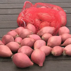 Лук шалот KOHCEPBOP