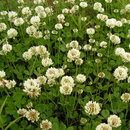 КЛЕВЕР ПОЛЗУЧИЙ КОНСТАНТА