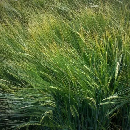 Ячмень яровой КОРНЕТ СТОЙКИЙ®