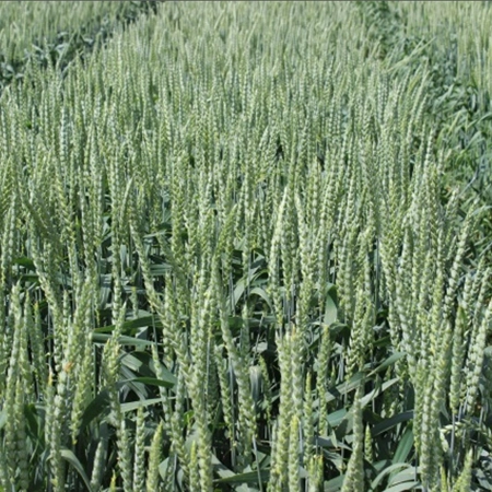 Пшеница мягкая яровая Красавица