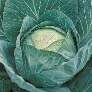 Капуста белокочанная КРАУТКАЙЗЕР