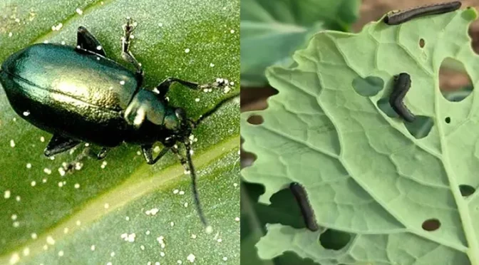 Защита ярового рапса от крестоцветных блошек и рапсового пилильщика в период вегетации