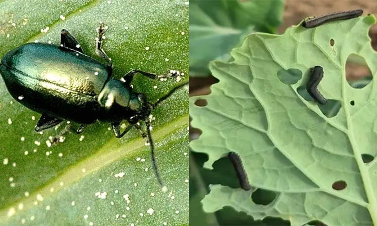 Крестоцветные блошки и рапсовый пилильщик