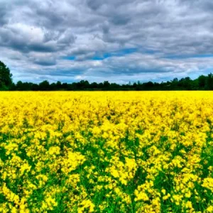 Рапс озимый КРИСТИАНО КВС