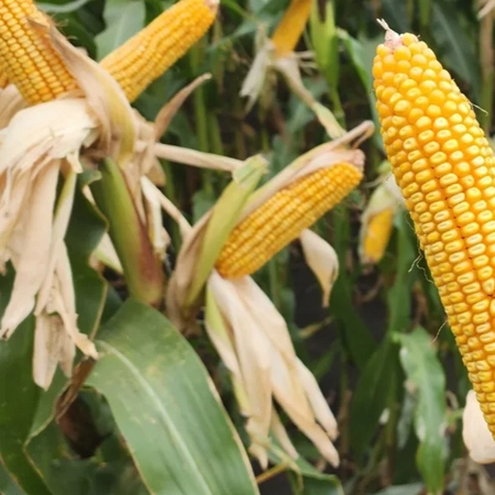 Кукуруза КС Киссми