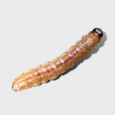 Кукурузный стеблевой мотылек - гусеница