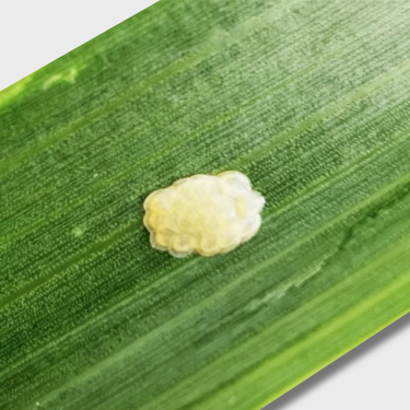 Кукурузный стеблевой мотылек - яйцекладка