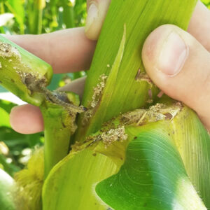 Кукурузный стеблевой мотылек - повреждение кукурузы