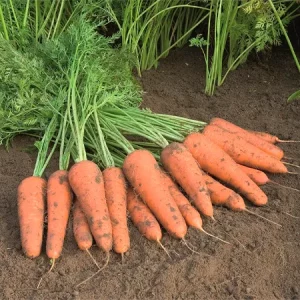 Морковь столовая КУПАР