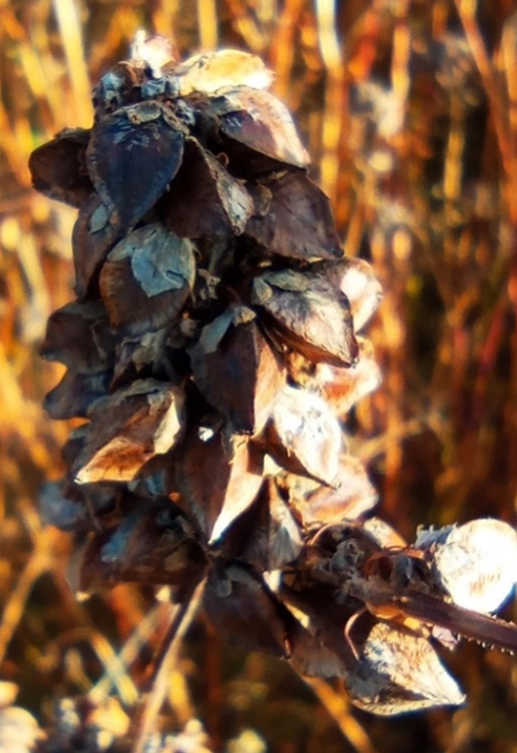 Гречиха посевная КУПАВА®