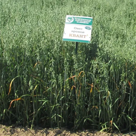 Овес яровой КВАНТ®
