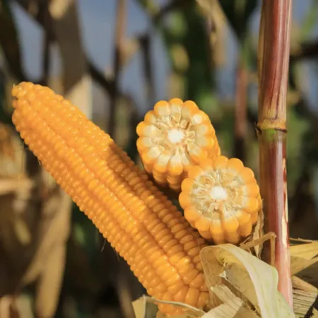 Кукуруза КВС ДЕНЕРИО