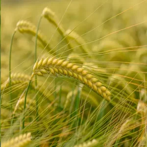 Ячмень яровой КВС ДЖЕССИ