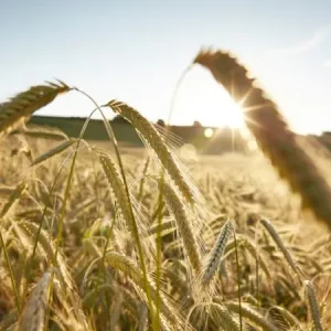 Рожь озимая КВС СЕРАФИНО