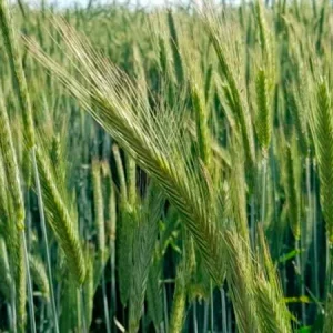 Рожь озимая КВС ВИНЕТТО