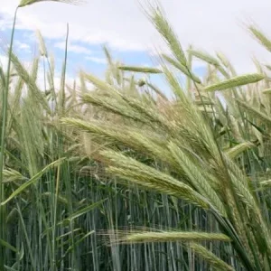 Рожь озимая КВС БОНО