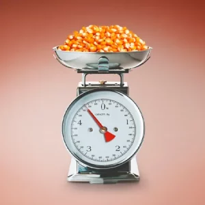 Кукуруза КВС КАМПИНОС