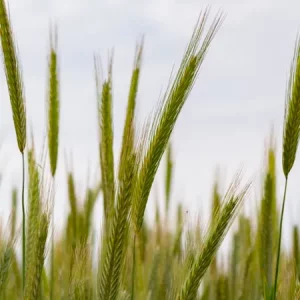 Рожь яровая КВС АЛЛОКАТОР