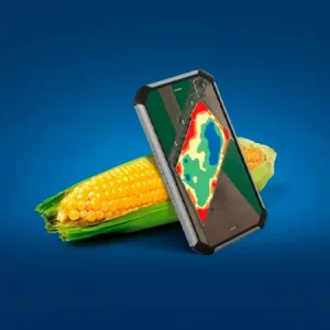 Кукуруза КВС АНАСТАСИО