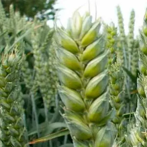 Пшеница мягкая яровая КВС ДОРИУМ